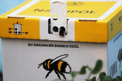 Seralarda verimi bombus arıları artıracak