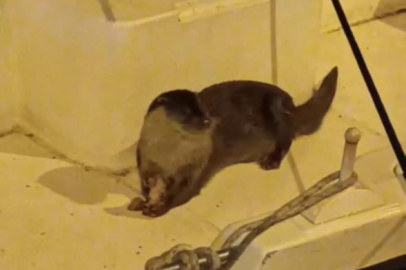 Bursa'da su samurlarının balık keyfi