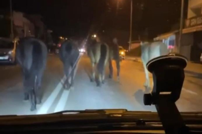 Bursa’da başıboş atlar trafiği zora soktu