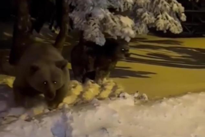 Bursa'da sinirlenen ayı böyle saldırdı