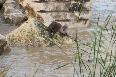 Mustafakemalpaşa Çayı’nda su samurları görüntülendi