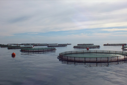 Su ürünleri yetiştiricilerine verilecek destekler belirlendi