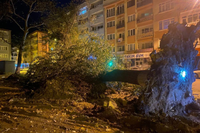 Bursa'da şiddetli lodos, 200 yıllık tarihi 2 çınarı yıktı