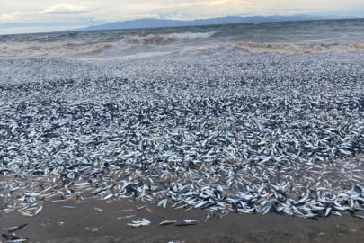 Japonya’da binlerce balık kıyıya vurdu