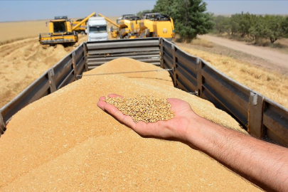 Kasım yağışları hububattaki kuraklık riskini azalttı