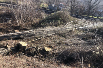 Kestiği ağaç üzerine devrilen adam hayatını kaybetti