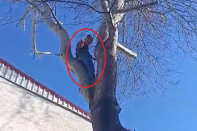 Bursa'da ağaca çıkan hırsız, polise el salladı