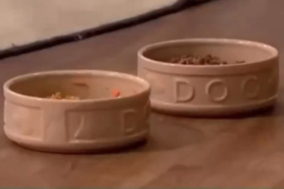 Köpeğinin vejetaryen olduğunu iddia etti