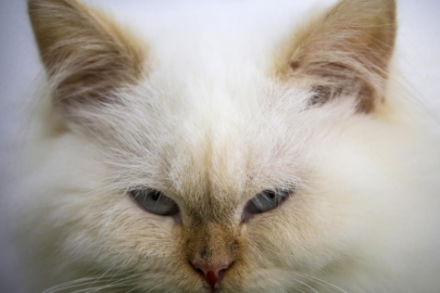 Zehirli krom tankına düşen kedi aranıyor