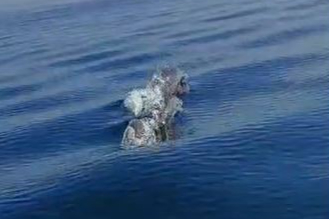 Marmara Denizi'ndeki yunuslar tekneye eşlik etti