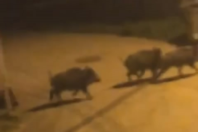 Bursa’da domuz sürüsü şehir merkezine indi