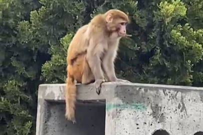 Firari maymun görenleri şaşkına çevirdi