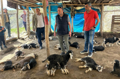 Başıboş köpekler 45 oğlağı telef etti
