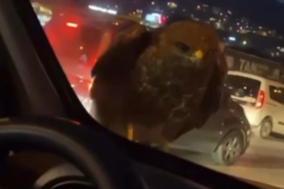 Bursa'da seyir halindeki araca şahin kondu