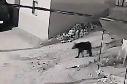 Bursa'da kış uykusundan uyandı, köye indi