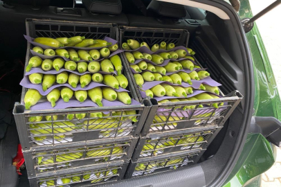 Bursa’da üretilen kabak çiftçinin yüzünü güldürdü