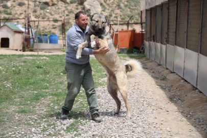 Uzman Kangal köpeği yetiştiricisi Yıldız: Kangal ve kurt kuzendir
