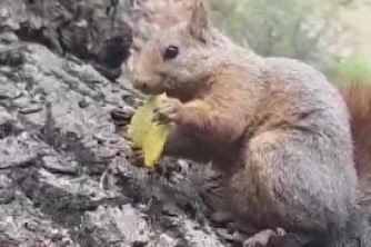 Sincabın cips keyfi kamerada