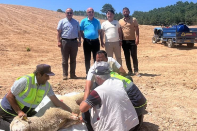 Kutlucan Holding’den  ‘Yeşil’ yatırım hamlesi