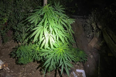 Uyuşturucu yetiştirmek için evin içine sera kurdular