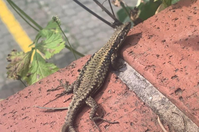 Çift kuyruklu kertenkele görenleri hayrete düşürdü