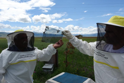 Arı zehrinin fiyatı dudak uçuklatıyor