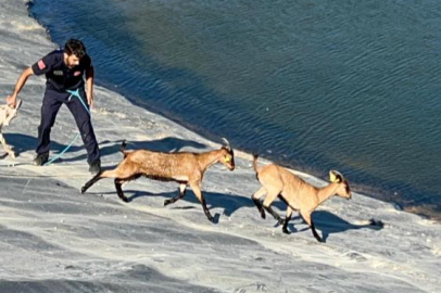 Bursa'da sulama göletinde mahsur kalan hayvanlar kurtarıldı