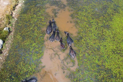 Burası Afrika değil Ankara