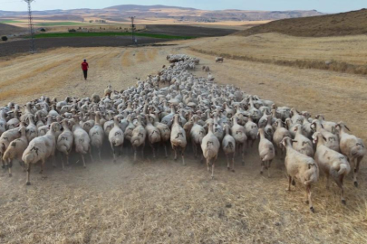 Hayvan sahipleri isyan etti: Türk çoban kalmadı