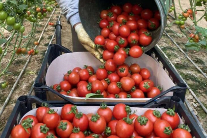 Domates meyve mi sebze mi?