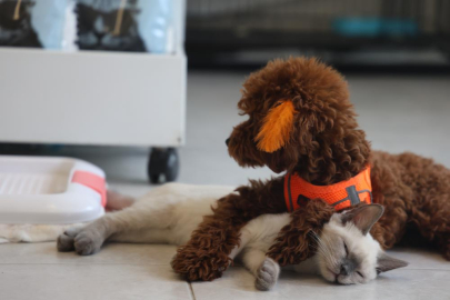 Köpek ile kedinin dostluğu yürekleri ısıtıyor