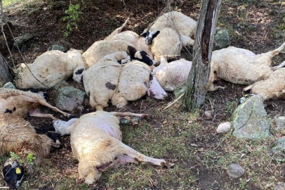 Üzerine yıldırım düşen koyunlar telef oldu