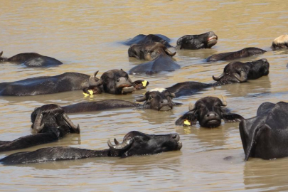 Sıcaktan bunalan mandalar soluğu gölette alıyor