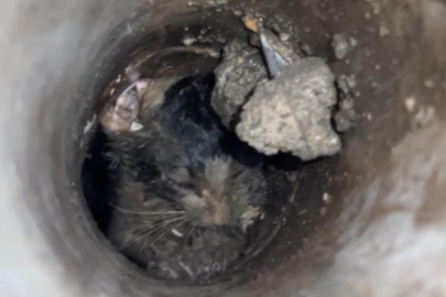 Yavru kedi Bursa'da 7 saatlik operasyonla kurtarıldı