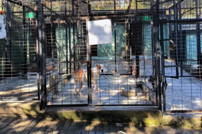 Bursa'da ata saldıran köpek yakalandı