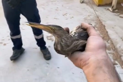 Bursa'da nesli tükenmekte olan kuşu doğaya saldılar