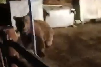 Bursa'da ayının saldırısından son anda kurtuldu