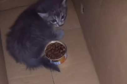 Bursa'da seferber olunan yavru kediyi sahiplendi