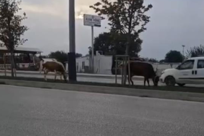 Bursa'da inekler firarda