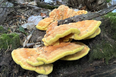 Jilber Barutçiyan Uludağ’ın eşsiz mantarlarını keşfetti