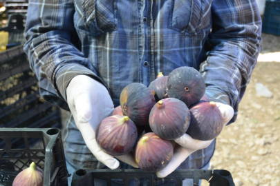 Antalya'da Bursa siyah incir hasadı tamamlandı