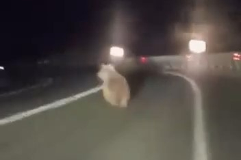 Bursa'da karayoluna inen ayıya araçlı takip