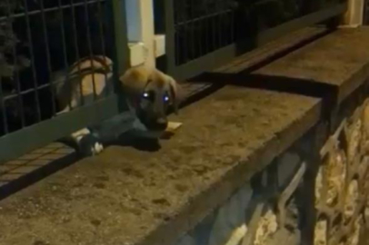 Bursa'da  yavru köpek demir korkuluklara sıkıştı