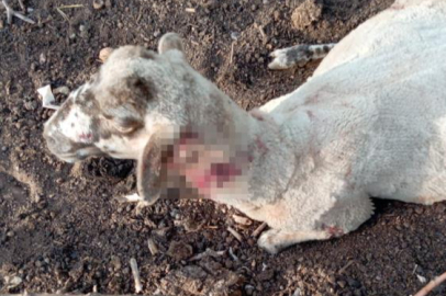 Bursa'da ağıla giren köpekler 13 koyunu yaraladı