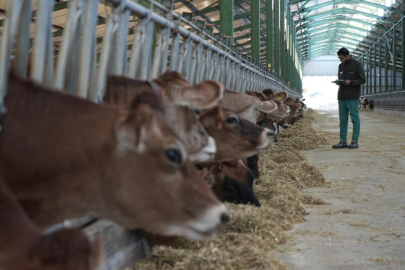 Avrupa'yı saran 'mavi dil' hastalığı nedeniyle Türkiye ithalatı durdurdu