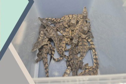 Kaçak yollarla Türkiye’ye getirilen timsahlara el konuldu