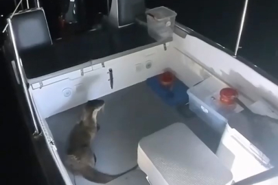 Tekneden balık çalan su samuru kameraya yakalandı