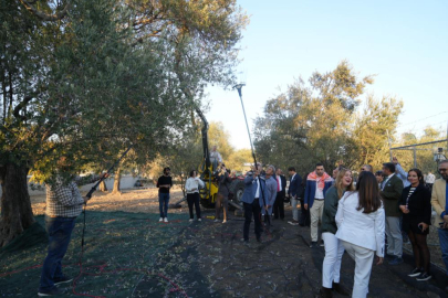 Bin yıllık zeytin ağacından hasat yapıldı