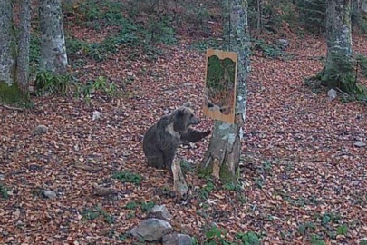 Boz ayı aynada kendini görüp şok yaşadı