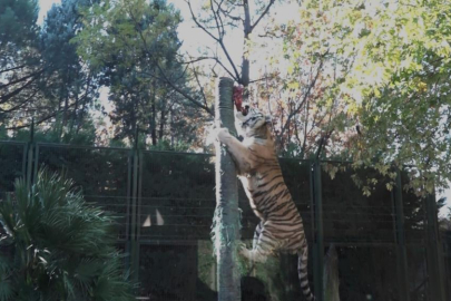 Bursa'da kaplanın bir sıçrayışta eti kapması nefes kesti